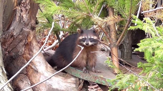 Калининградский зоопарк — один из старейших зоопарков России смотреть онлайн