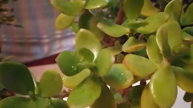 КАК ПРАВИЛЬНО УХАЖИВАТЬ ЗА ТОЛСТЯНКОЙ В ДОМАШНИХ УСЛОВИЯХ смотреть онлайн