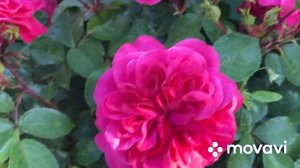 Розы-второгодки. Первое цветение роз( Роза Порторож Кордес и другие 30 сортов роз), 2022