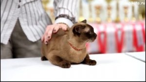 Бурманская кошка (Бурма)