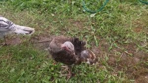 Какие индюшата получились от индюков биг 6 и обычной деревенской