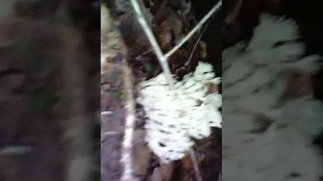 Оленьи рожки -грибы