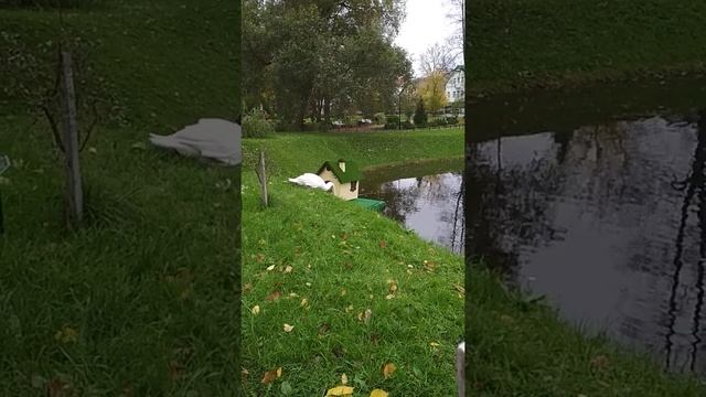 Лебединые истории смотреть онлайн