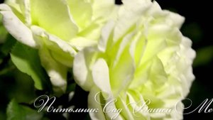 Роза "White Licorice" - Питомник "Сад Вашей Мечты" (R-579)