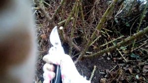 Часть 2.Весенняя обрезка Корал Даун/плетистой розы в форме вытянутой чаши. Вид куста после обрезки.