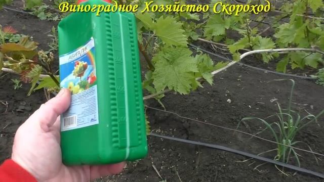 Внимание! Антракноз, серая гниль, милдью!