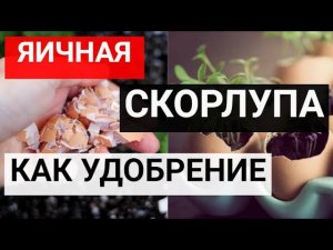 Яичная скорлупа для повышения плодородия почвы_ советы по эффективному применению