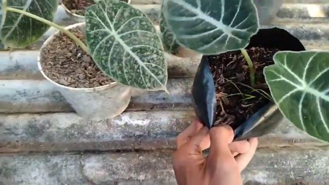 part 23 TANAMAN HIAS AGLONEMA PHILODENDRON MURRRAAAAAAAAAH BANGEEET (082337614378) смотреть онлайн