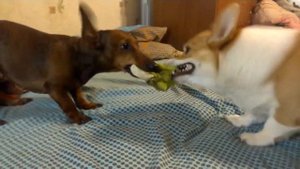 Смешная развязка! Такса vs Корги   первая часть нашумевшего боя