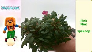 Горшочки с алика с автополивом для полумини фиалки.
