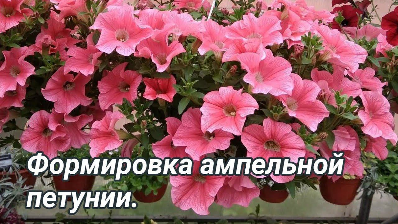 Ампельная петуния без лысой середины! Прищипка, формировка.