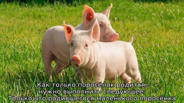 Порода свиней Ландрас — описание, характеристики смотреть онлайн