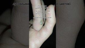 Муха-журчалка и её личинки, полезные для огорода