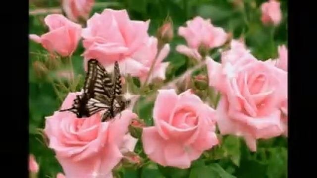 Эти летающие цветы... мечты...