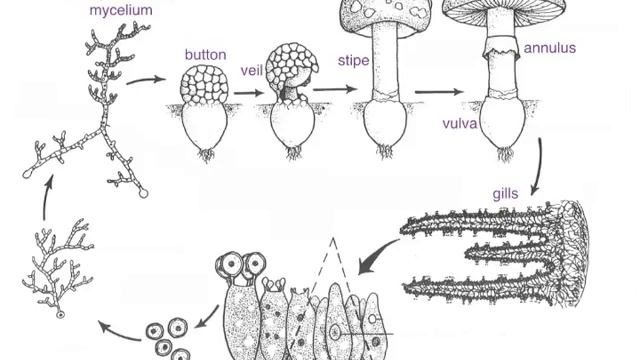 Организмы со спорами. Жизненный цикл грибов базидиомицетов. Грибы размножение мицелием. Половое размножение грибов схема. Бесполое размножение грибов частями мицелия.