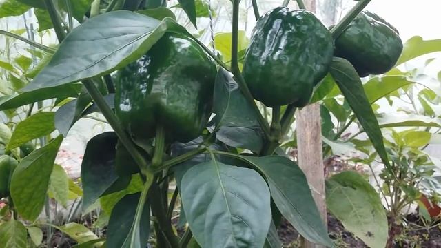 Смешанные посадки в теплице - огурец и перец! смотреть онлайн