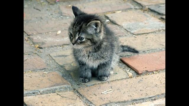 Как уговорить родителей купить котенка