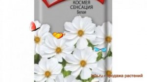 Космея обыкновенная Сенсация Белая ? обзор: как сажать, семена космеи Сенсация Белая
