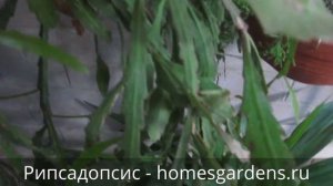 Рипсадопсис - цветок, похожий на шлюмбергеру