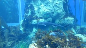 короткопёрая колючая акула (катран)