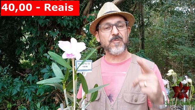 ORQUÍDEAS em DESTAQUE - Especial de Vendas - CATTLEYA NOBILIOR, LUEDDEMANNIANA e INTERMEDIA смотреть онлайн