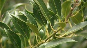 13 Сады мира