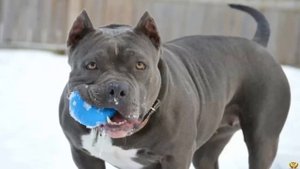 ПИТБУЛЯ БОЙЦА РЕШИЛИ ПРОВЕРИТЬ НА ВОЛКЕ - КТО ПОБЕДИТ?