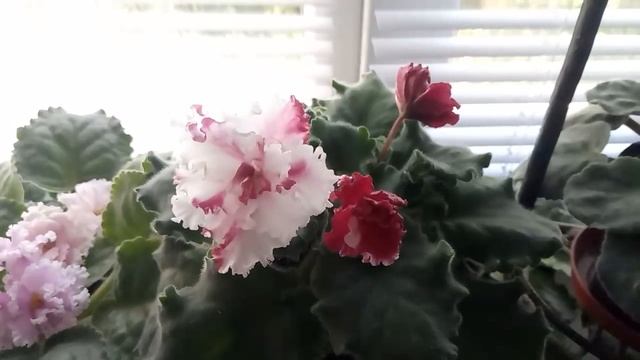 ЧУДО РАСТВОР ! ДЛЯ ФИАЛКИ ))ЧТО В ВОДУ ДОБАВИЛА ! ХОРОШИЙ РОСТ И ПЫШНОЕ ЦВЕТЕНИЕ !!! смотреть онлайн