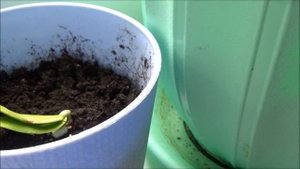 Делоникс Королевский   4 , продолжение