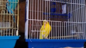 Побег из курятника))