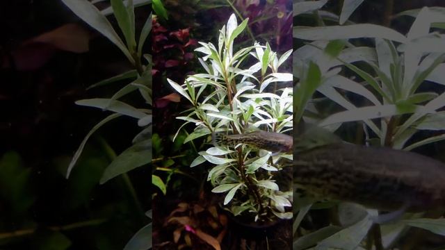 Людвигия инклината Куба белая / Ludwigia Inclinata Cuba White Edge