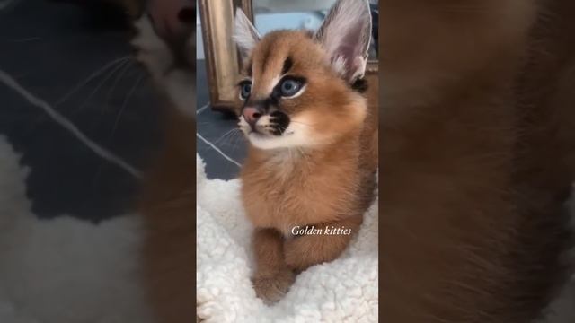 Caracal kitten #caracal #каракал #каракет #cats #cat #floppa