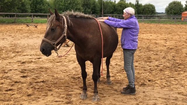 ТиТач для лошадей, видеопример работы с телом смотреть онлайн