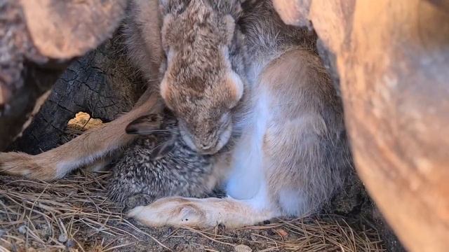 Ребенок хочет кушать. Фырч Федотович и Джасти смотреть онлайн