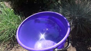 Хлороз листьев гортензии. Как ей помочь.