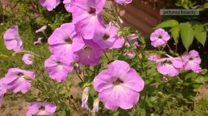 Today of my garden | petunia | summer petunia