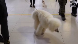 5 главных правил этикета на собачьей выставке