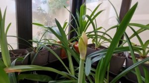 как понять, что гиппеаструм готов к спячке и что делать дальше