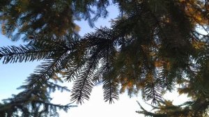 11 февраля.ДЕНЬ ИГНАТИЯ. Народные приметы и традиции.Важные ЗАПРЕТЫ дня.