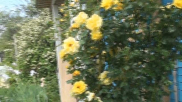 ПЛЕТИСТАЯ РОЗА "GOLDEN PARFUM" смотреть онлайн