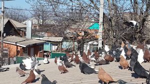 Голуби николаевские и кировоградские 15 февраля 2021 г.
