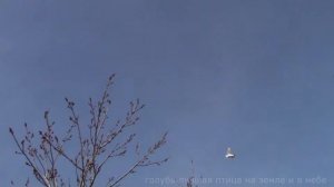 Бойные голуби Рязани часть 2