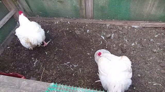 Бройлеры в три месяца. Кормление бройлеров и ответы на вопросы: соль, дрожжи, в холод растут или не