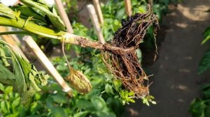 Перец сладкий Фон Барон Красный 12,07,23