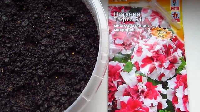Семена петунии просрочены! Прорастут ли?! Эксперимент.