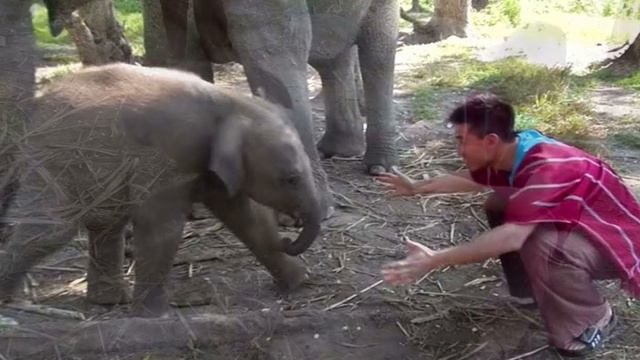 Парень решил обнять слонёнка. То, что потом произошло дальше — бесподобно! Это надо видеть! смотреть онлайн