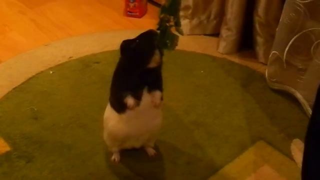 Морская свинка Фаня любит выпрашивать что-нибудь вкусненькое, ходя на задних лапах смотреть онлайн