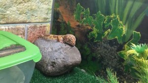 Разведение и инкубация эублефаров