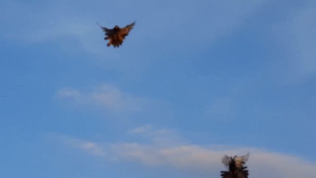 г.Обоянь. Николаевские Торцовые голуби. смотреть онлайн