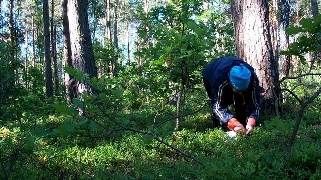 Что появилось в лесу после дождя смотреть онлайн